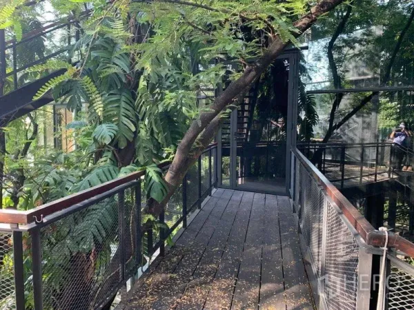 Office Space for rent in Khlong Toei, Bangkok - Shaded wooden corridor with mesh railings next to tropical plants and reflective glass walls.