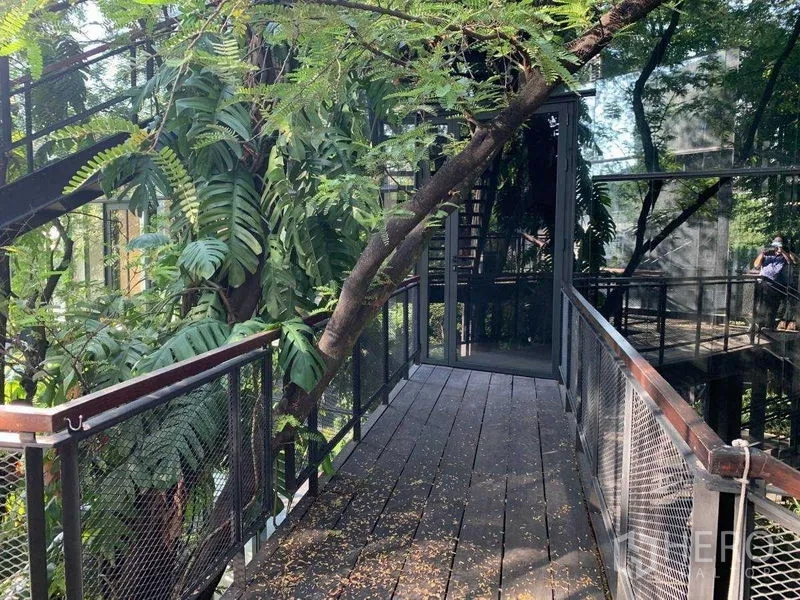 Office Space for rent in Khlong Toei, Bangkok - Shaded wooden corridor with mesh railings next to tropical plants and reflective glass walls.