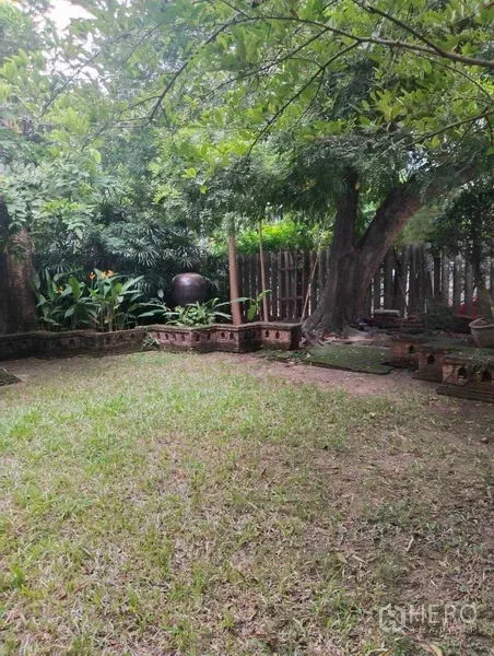 独立式住宅 出租或出售在Suan Luang, Bangkok - 私家庭院草坪，遮阴大树与矮砖花坛。