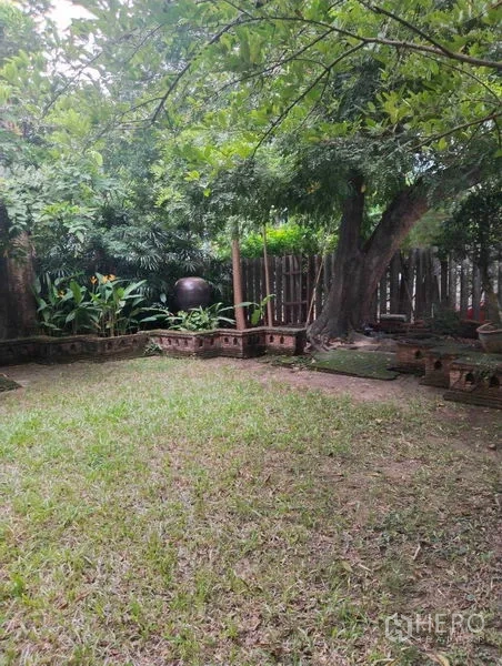 独立式住宅 出租或出售在Suan Luang, Bangkok - 私家庭院草坪，遮阴大树与矮砖花坛。