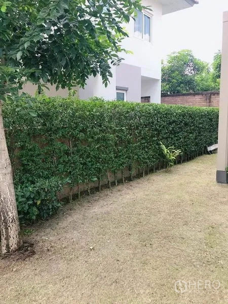 独立式住宅 出售在Suan Luang, Bangkok - 侧院草坪，沿墙修剪整齐的绿篱与树木。