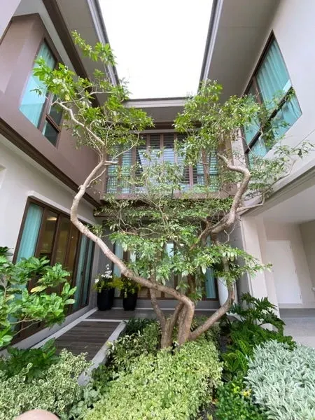 Detached House for sale in Bang Kapi, Bangkok - Open-air courtyard featuring a sculptural tree, skylight and dense greenery between the home’s two wings.