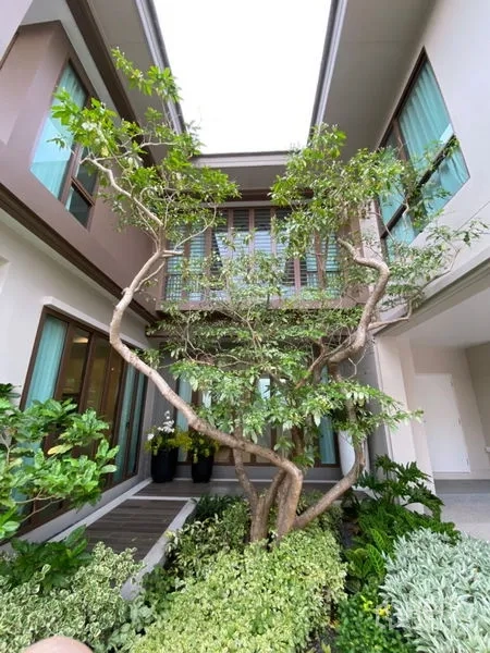 Detached House for sale in Bang Kapi, Bangkok - Open-air courtyard featuring a sculptural tree, skylight and dense greenery between the home’s two wings.