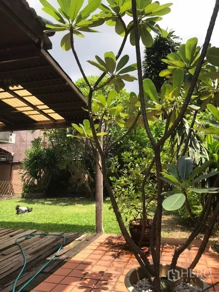 Detached House for sale in Lat Phrao, Bangkok - Backyard patio with terracotta tiles, pergola and lawn shaded by frangipani trees.