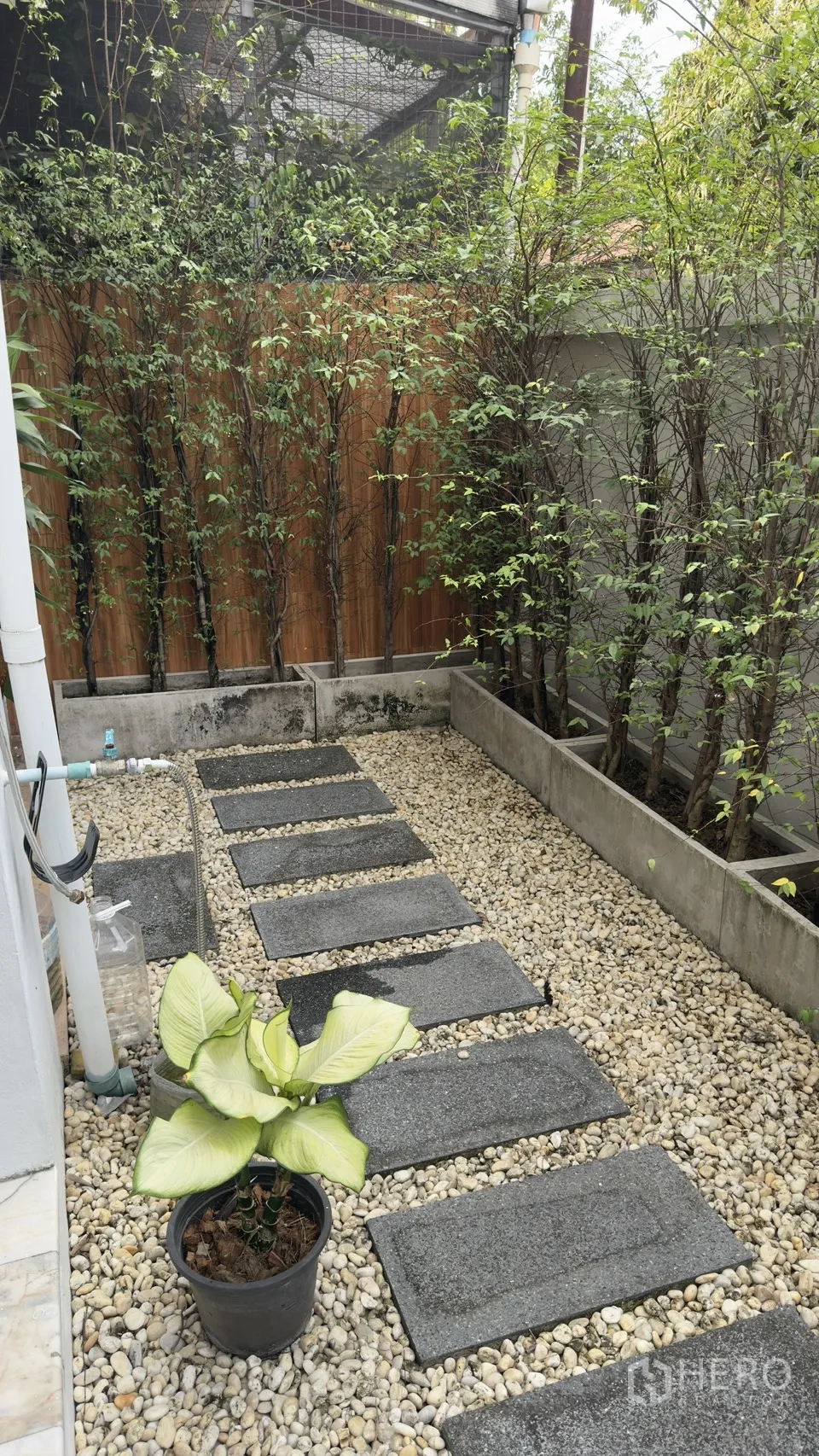 Townhouse for rent in Watthana, Bangkok - Narrow garden with stepping stones, pebble ground, and hedges in raised beds.