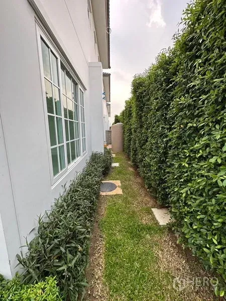 Detached House for rent - Narrow garden path with tall privacy hedge alongside windows.