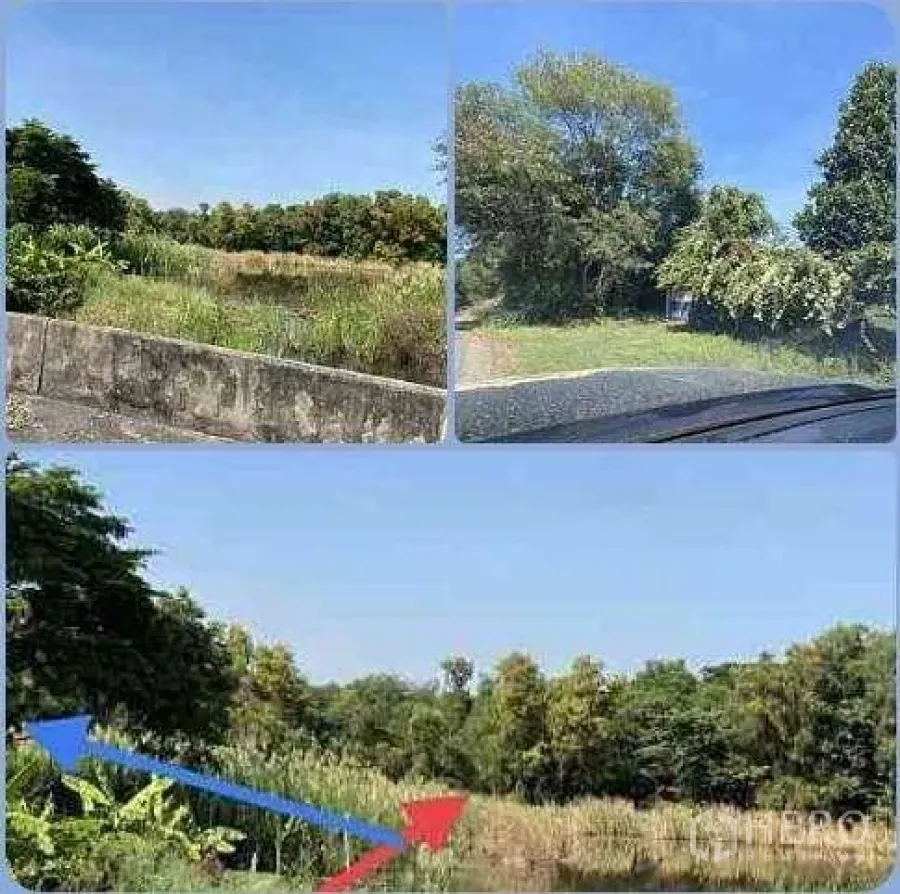 地 出租或出售在Sai Mai, Bangkok - 赛迈曼谷空地拼图照片，杂草与树木茂密，混凝土路边与蓝天，可见箭头标示大致地块边界