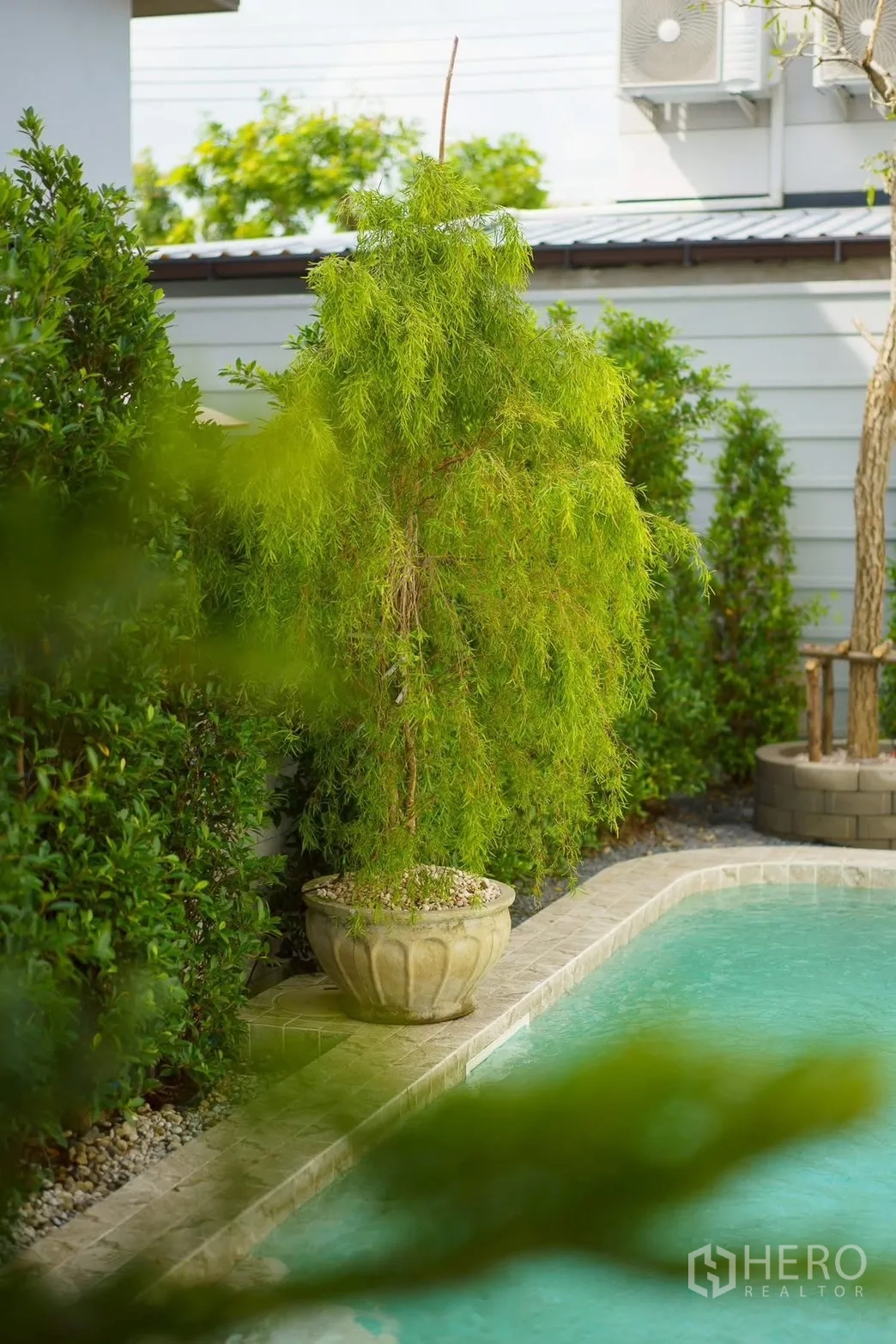 Detached House for sale in Bang Phli, Samut Prakan - Private plunge pool with tiled edge beside a potted tree and lush hedges