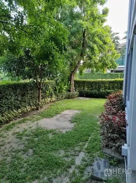 Detached House for sale in Suan Luang, Bangkok - Private backyard with mature trees, grass and a hedge fence for privacy.