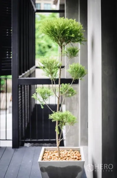 Townhouse for rent in Khlong Toei, Bangkok - Ornamental potted tree on a shaded balcony against a concrete wall.