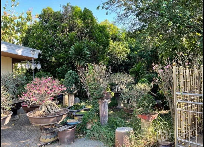 Detached House for rent in Khlong Toei, Bangkok - Lush garden area filled with bonsai and potted shrubs beneath mature trees.
