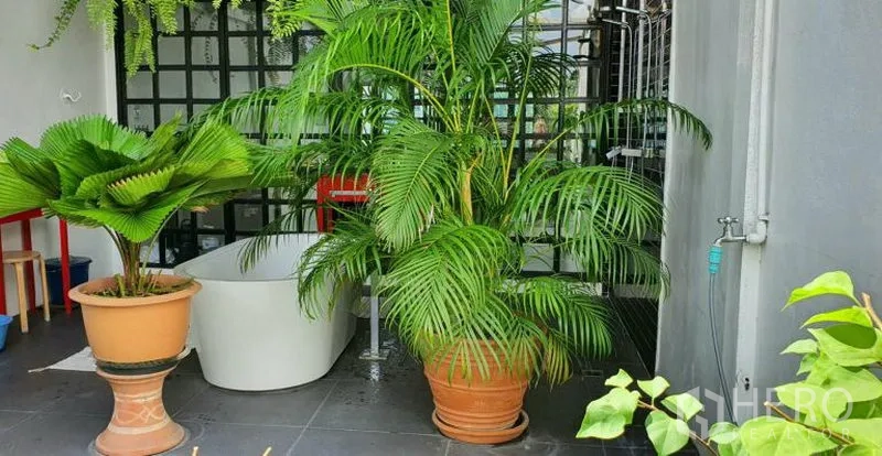 Townhouse for rent in Khlong Toei, Bangkok - Rooftop terrace with freestanding bathtub surrounded by potted palms and ferns on tiled floor.