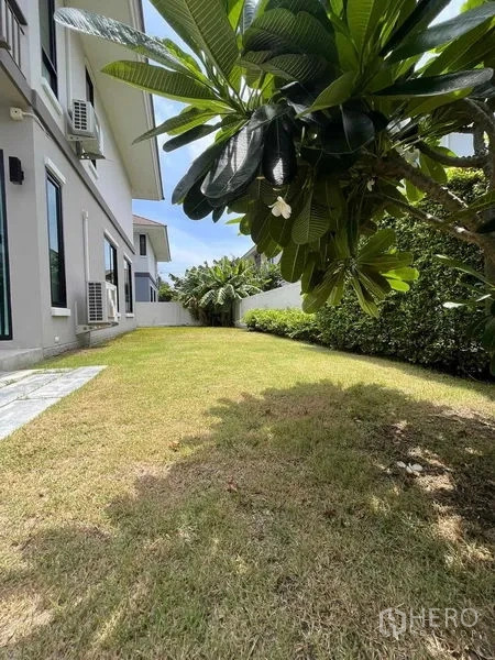 Detached House for rent or sale in Thanyaburi, Pathum Thani - Private back garden with a frangipani tree, green lawn and privacy hedge beside the house.