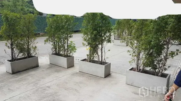 Shophouse for rent or sale in Bang Na, Bangkok - Outdoor area with rectangular planters and green shrubs on a concrete patio.