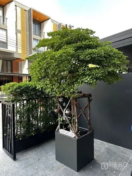 Townhouse for rent in Suan Luang, Bangkok - Close-up of the landscaped entrance with a potted ornamental tree beside a black metal fence.