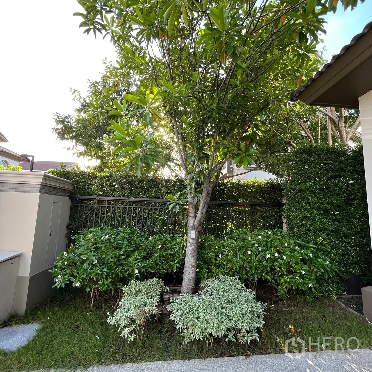 Detached House for rent or sale in Bang Khen, Bangkok - Lush corner garden with tree, hedges and lawn.