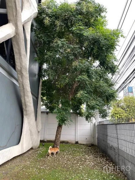 Office Space for rent in Khlong Toei, Bangkok - Side lawn with a mature tree along the boundary wall next to the building.